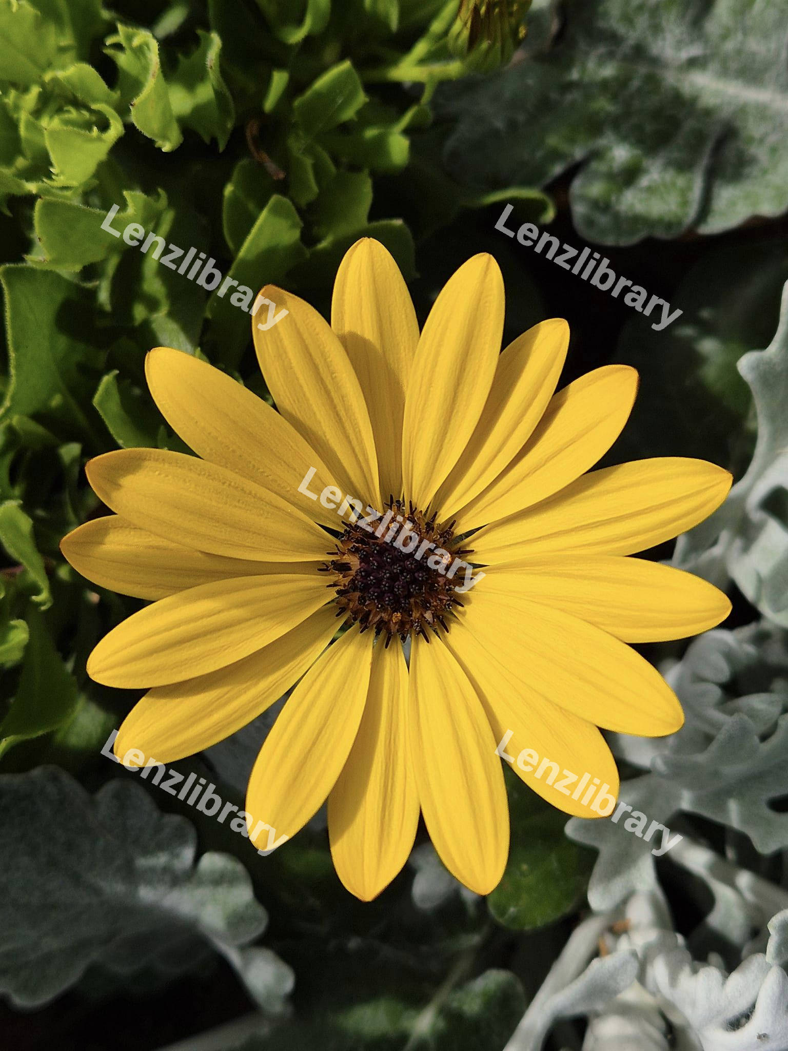 Yellow Parachute Daisy